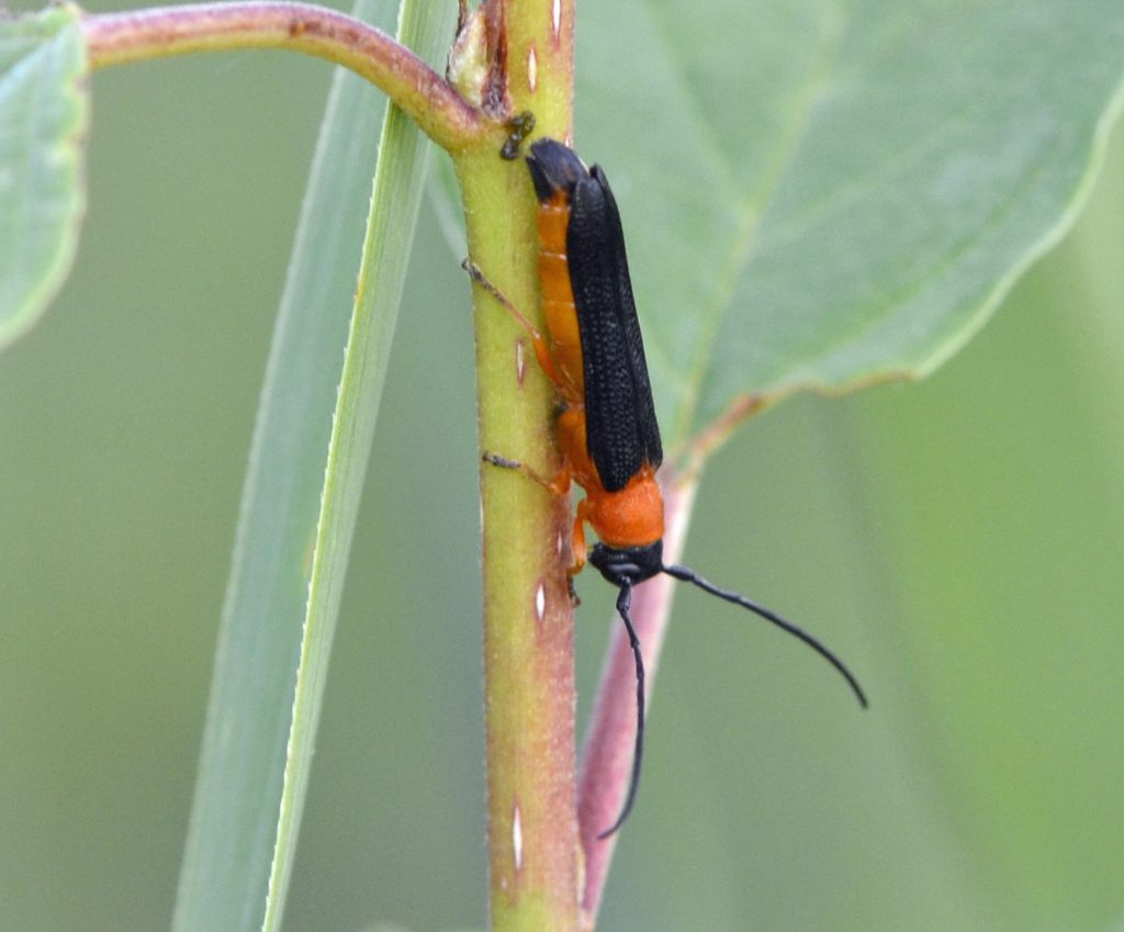 Oberea pedemontana? S. Cerambycidae